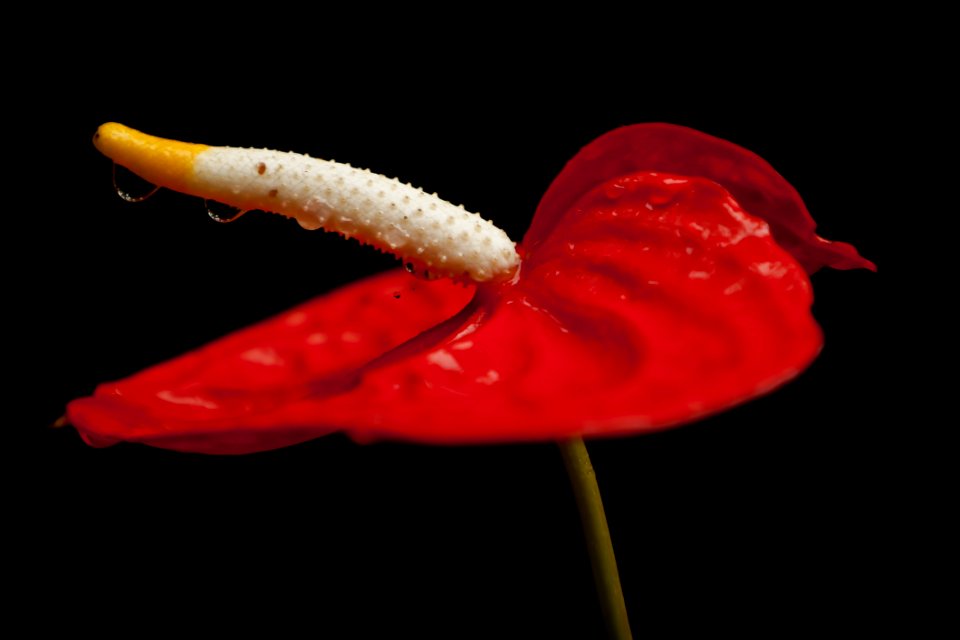 Red Macro Photography Close Up Petal