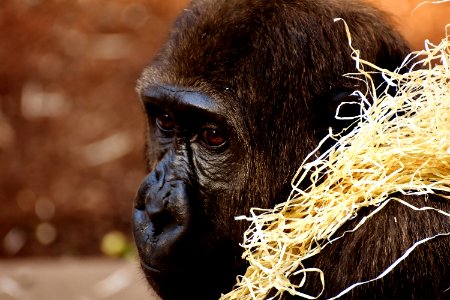 Great Ape Fauna Primate Western Gorilla photo