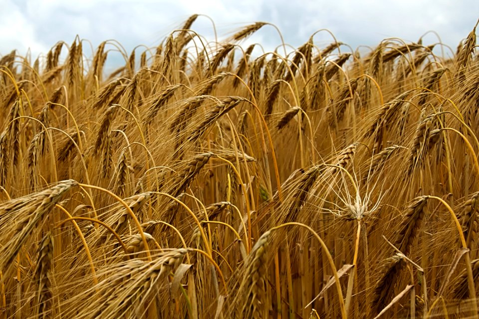 Food Grain Wheat Triticale Crop