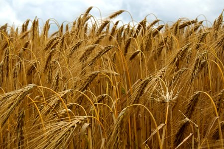 Food Grain Wheat Triticale Crop