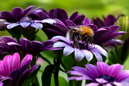 Flower Bee Purple Honey Bee