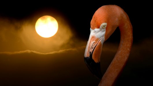 Water Bird Beak Flamingo Bird