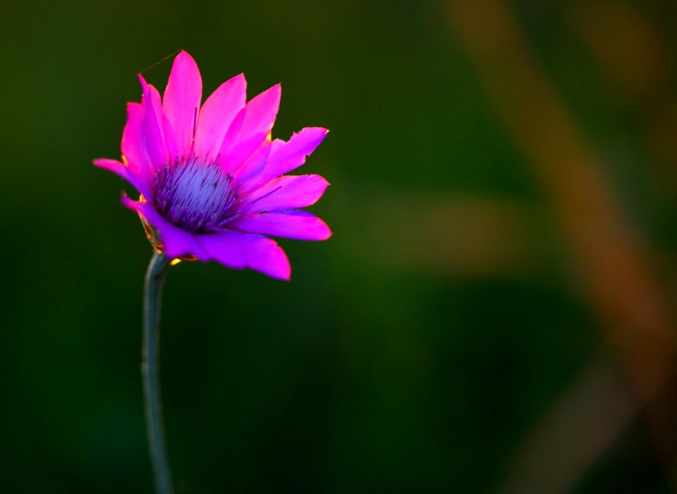 Flower Flora Wildflower Purple photo