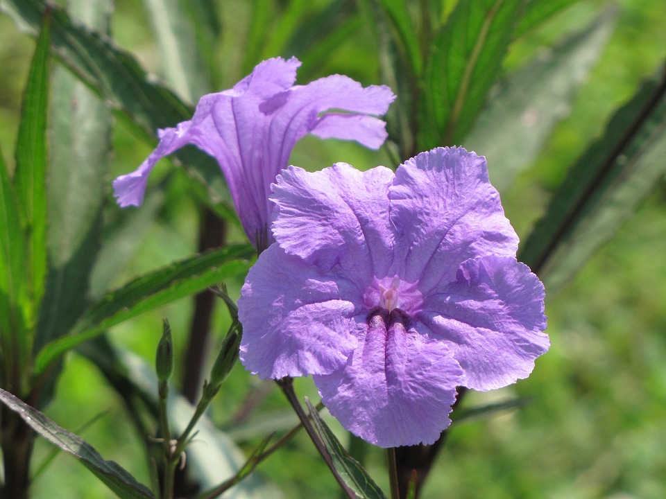 Purple petals blossoms