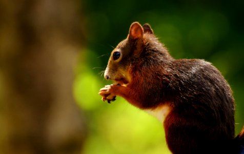 Squirrel Fauna Mammal Wildlife