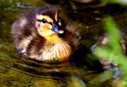 Bird Duck Fauna Beak