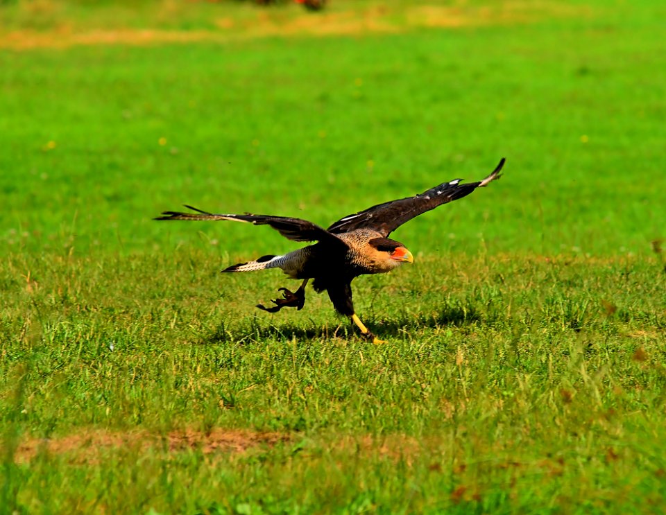 Bird Ecosystem Fauna Wildlife