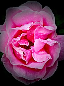Flower Rose Rose Family Pink photo