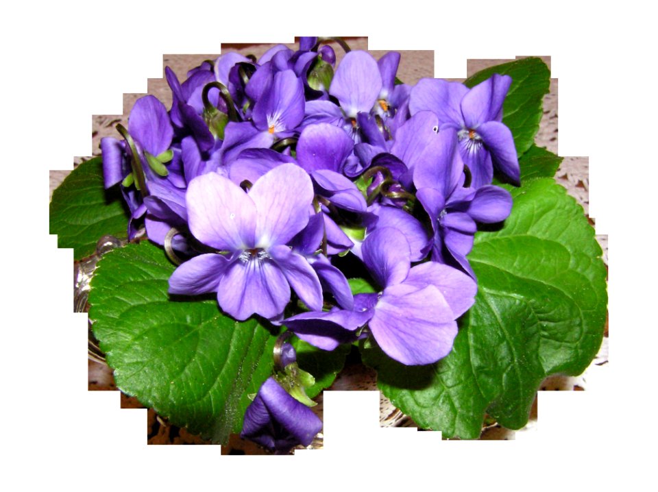 Violet Flower Plant Flowering Plant