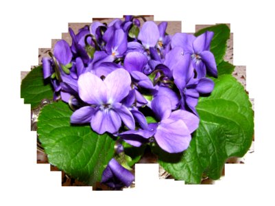 Violet Flower Plant Flowering Plant
