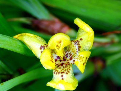 Flower Plant Flora Yellow photo