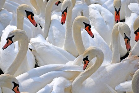 Swan Water Bird Bird Ducks Geese And Swans