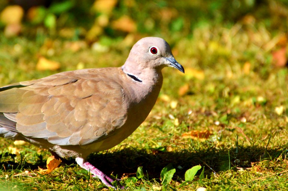 Bird Fauna Beak Ecosystem
