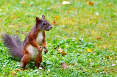 Fauna Squirrel Mammal Wildlife