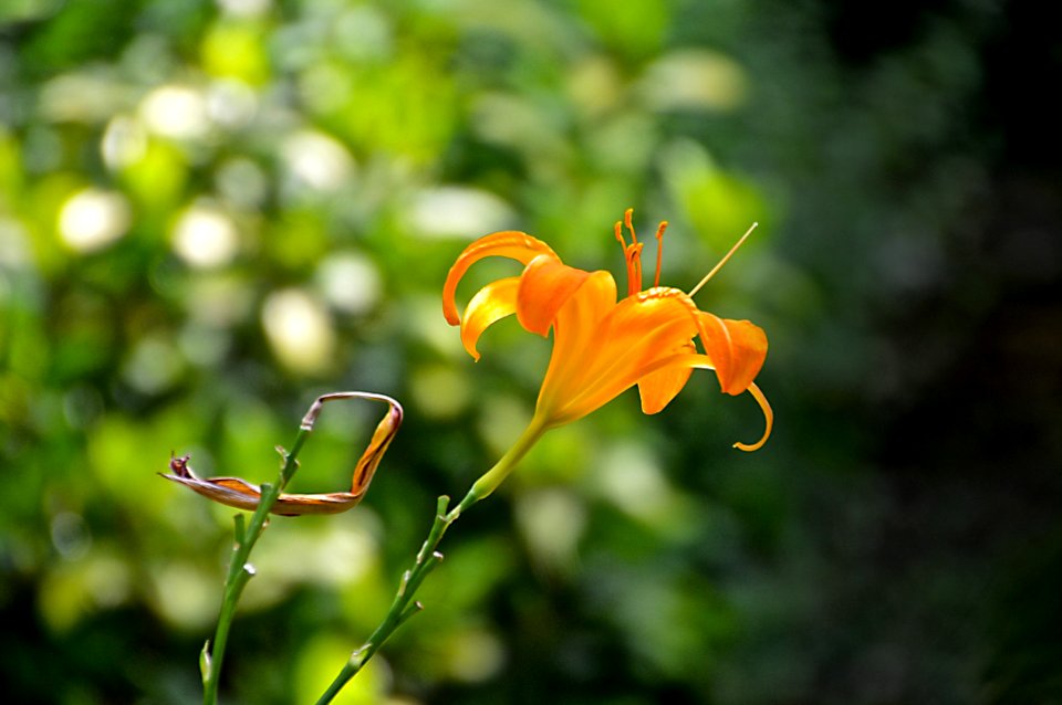 Flora Flower Plant Wildflower