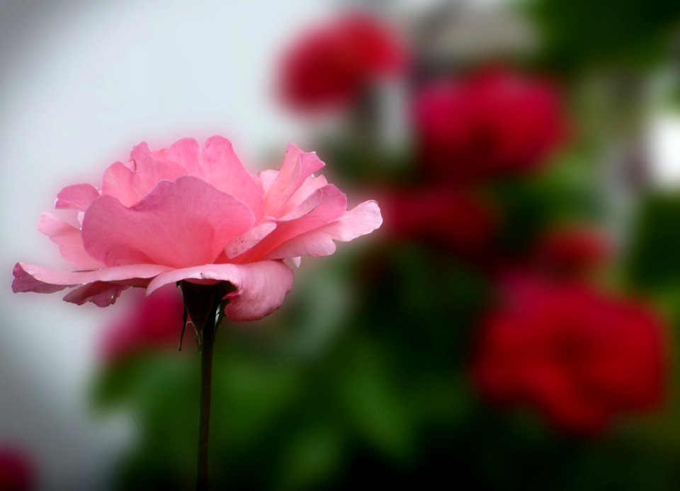 Flower Red Pink Rose Family