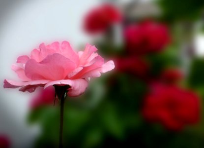 Flower Red Pink Rose Family