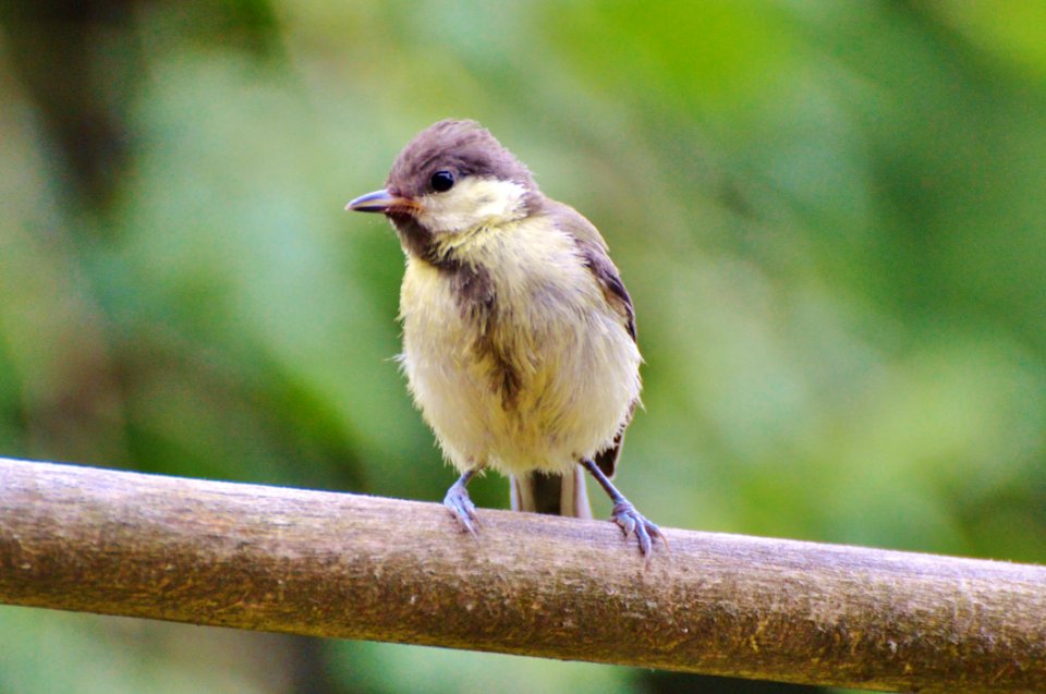 Bird Fauna Beak Wildlife