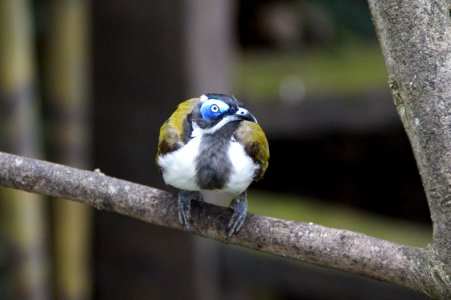 Bird Beak Perching Bird Feather photo