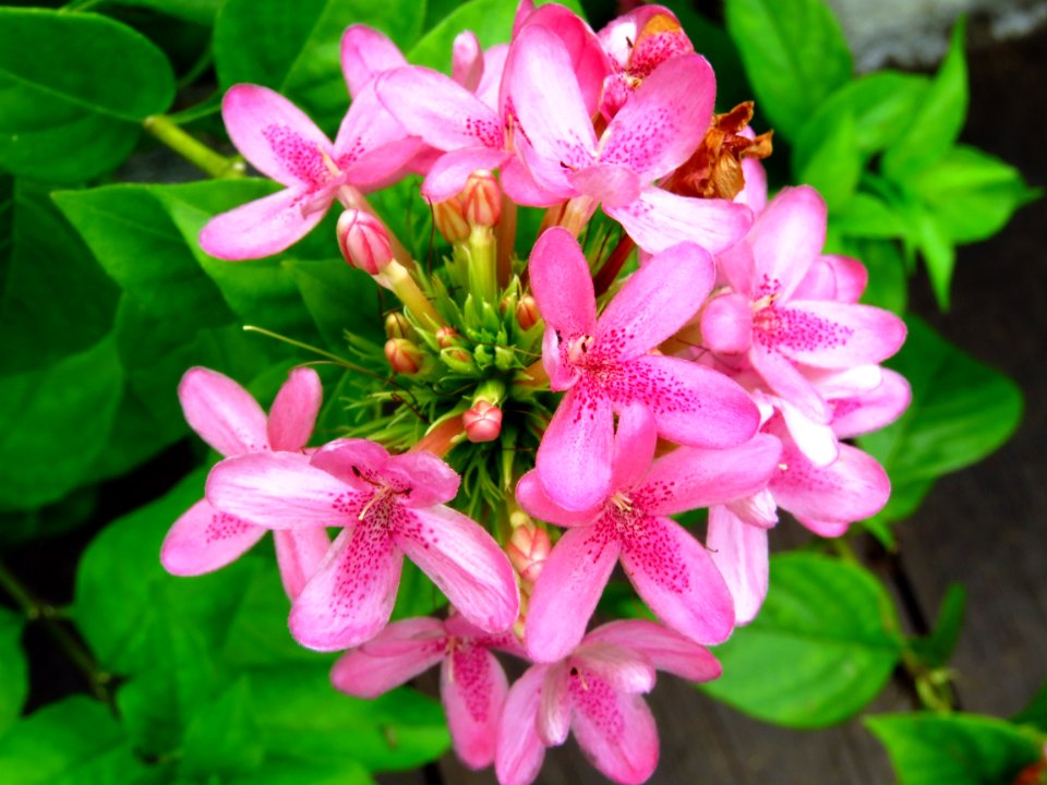 Flower Plant Flora Flowering Plant