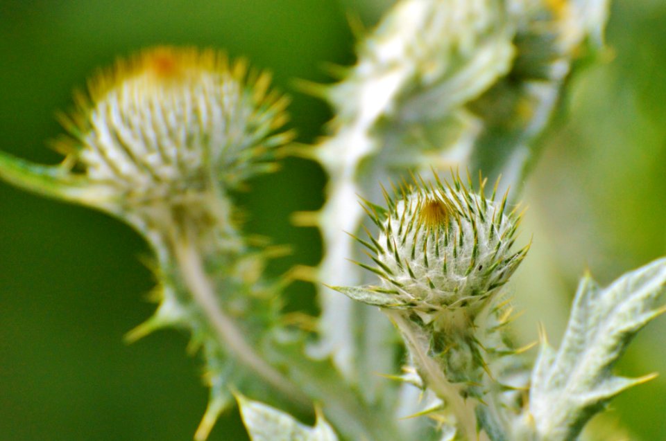 Flora Thistle Flower Plant