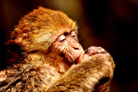 Mammal Macaque Fauna Old World Monkey photo