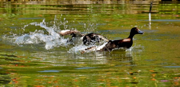 Duck Water Bird Fauna photo