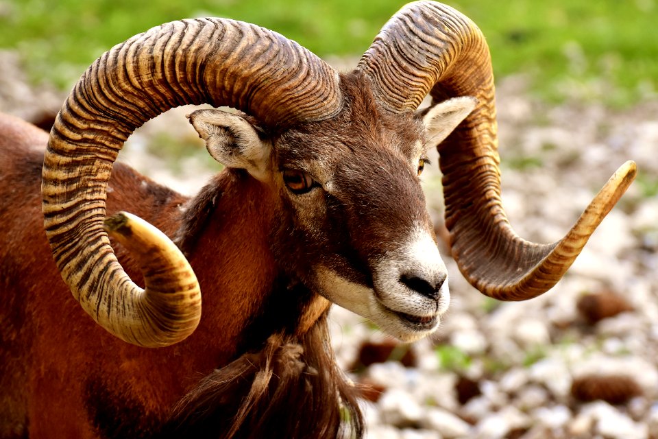 Horn Argali Fauna Terrestrial Animal photo