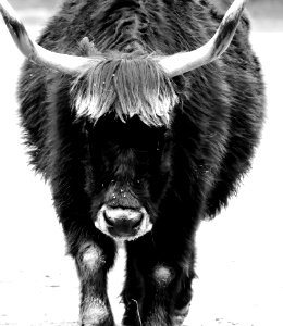 Cattle Like Mammal Black And White Black Monochrome Photography