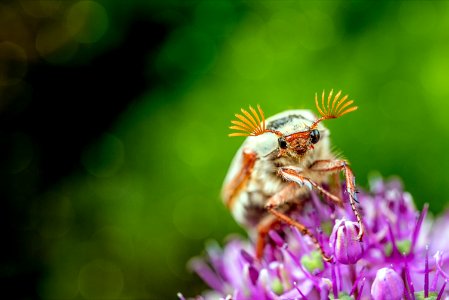Insect Honey Bee Macro Photography Close Up photo
