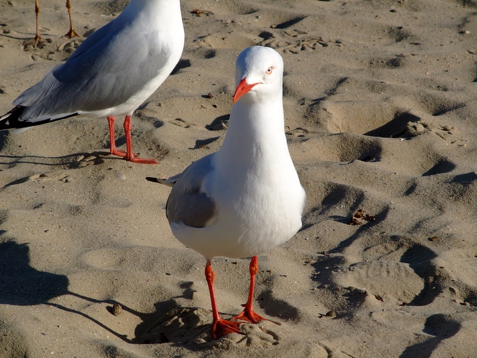 Sea sea birds sea gull