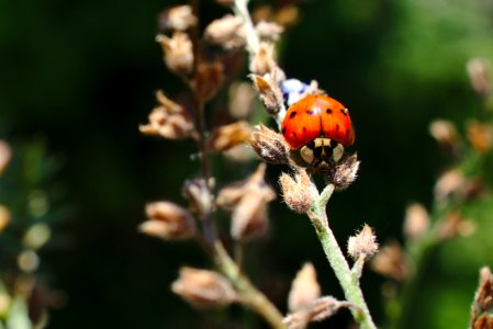 Insect Nectar Invertebrate Membrane Winged Insect photo