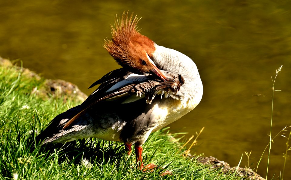 Bird Fauna Beak Wildlife