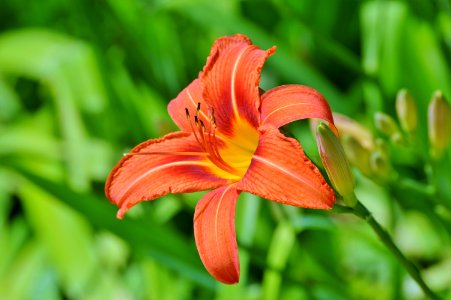 Lily Flower Flora Daylily photo