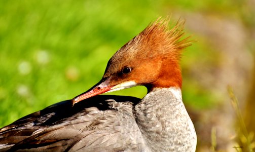 Bird Fauna Beak Water Bird