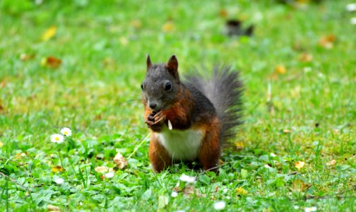 Squirrel Mammal Fauna Fox Squirrel