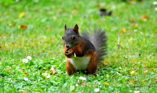 Squirrel Mammal Fauna Fox Squirrel photo