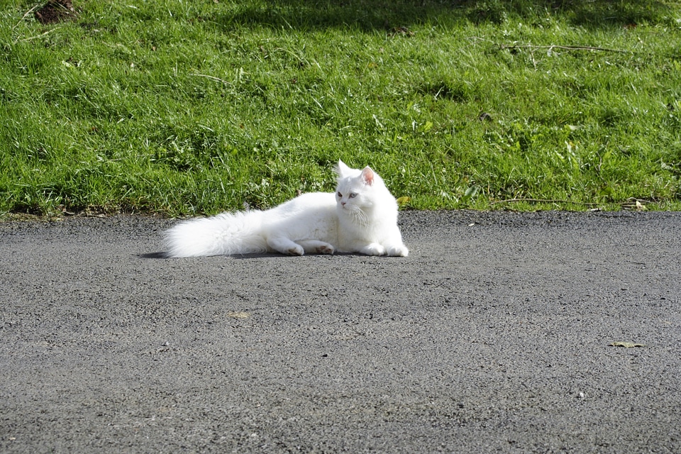 Dear persian cat breed cat