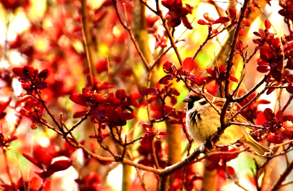 Red Branch Autumn Leaf