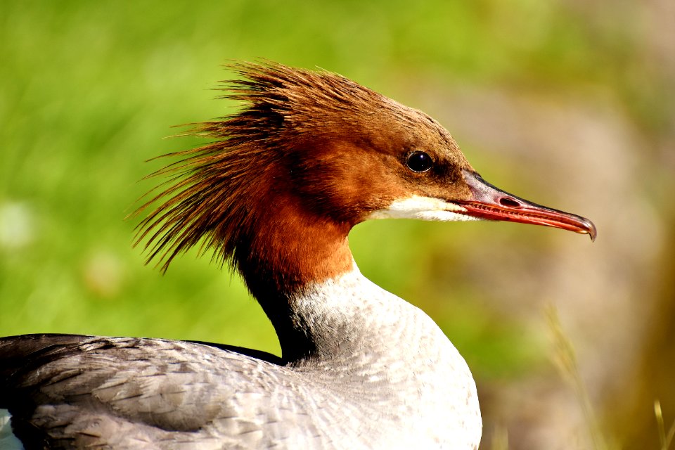 Bird Beak Fauna Wildlife