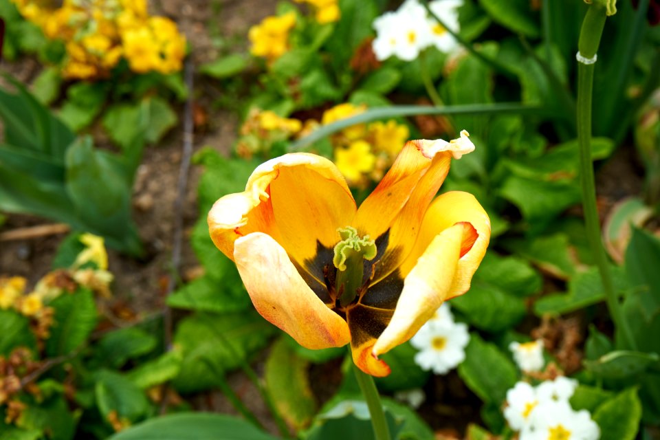 Flower Plant Flora Yellow