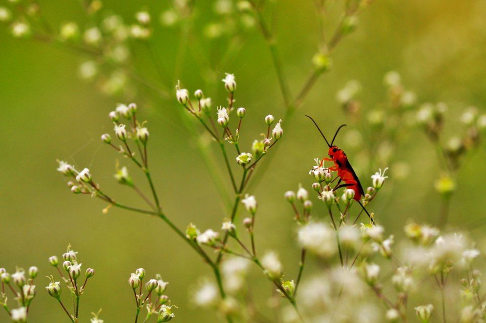 Insect Flower Pollinator Nectar