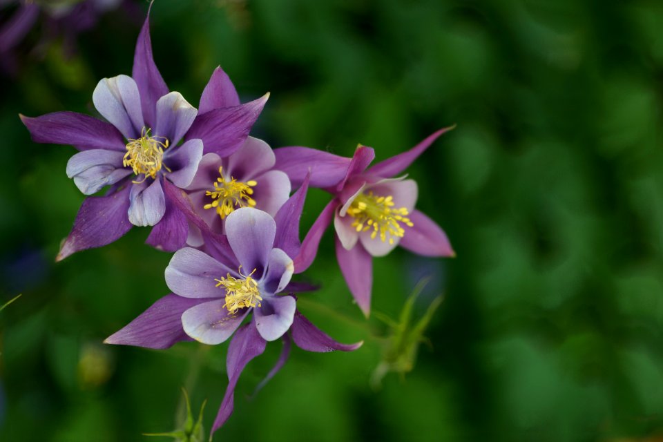 Flower Flora Plant Wildflower