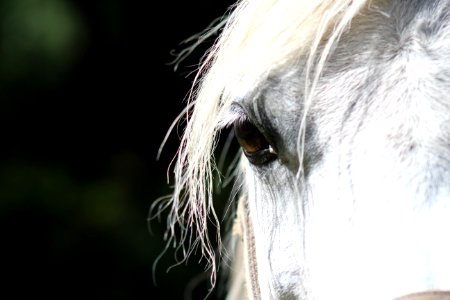 Horse Mane Horse Like Mammal Nose photo