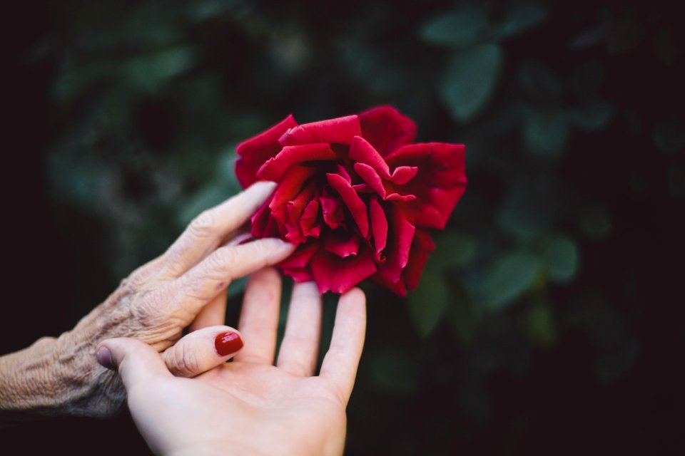 Red Flower Pink Hand