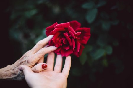 Red Flower Pink Hand