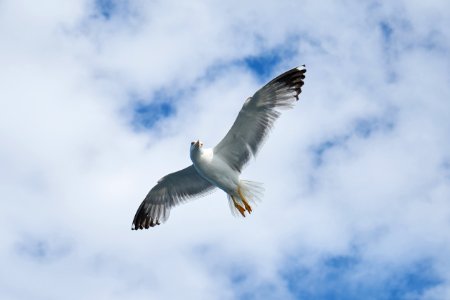 Bird Sky Fauna Gull photo