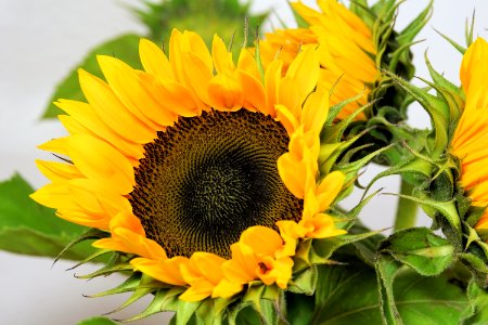 Flower Sunflower Yellow Flowering Plant
