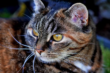 Cat Whiskers Mammal Fauna photo