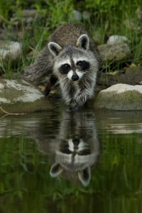 Raccoon Procyonidae Mammal Fauna